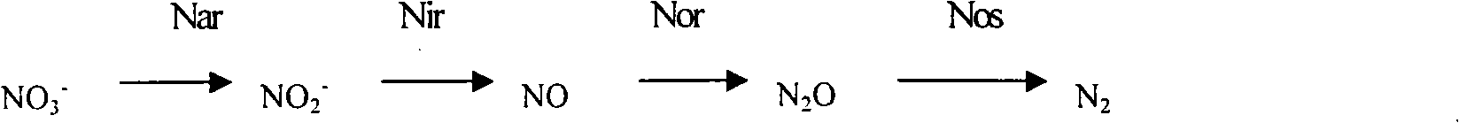 Bacillus cereus with heterotrophic nitrification-aerobic denitrification performance and N2O emission control method thereof