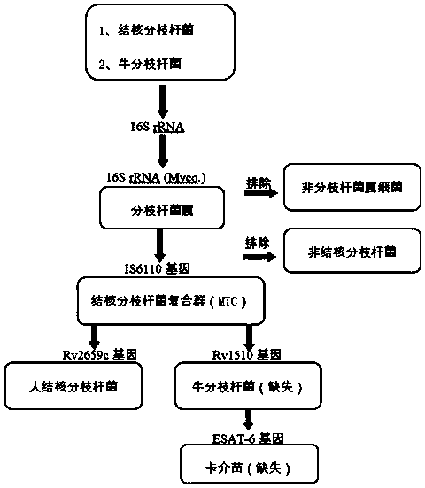 Technical method for identifying human mycobacterium tuberculosis, mycobacterium bovis and bacillus calmette-guerin (BCG)