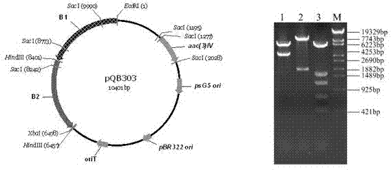 Engineering strain for producing G418 single component and application thereof