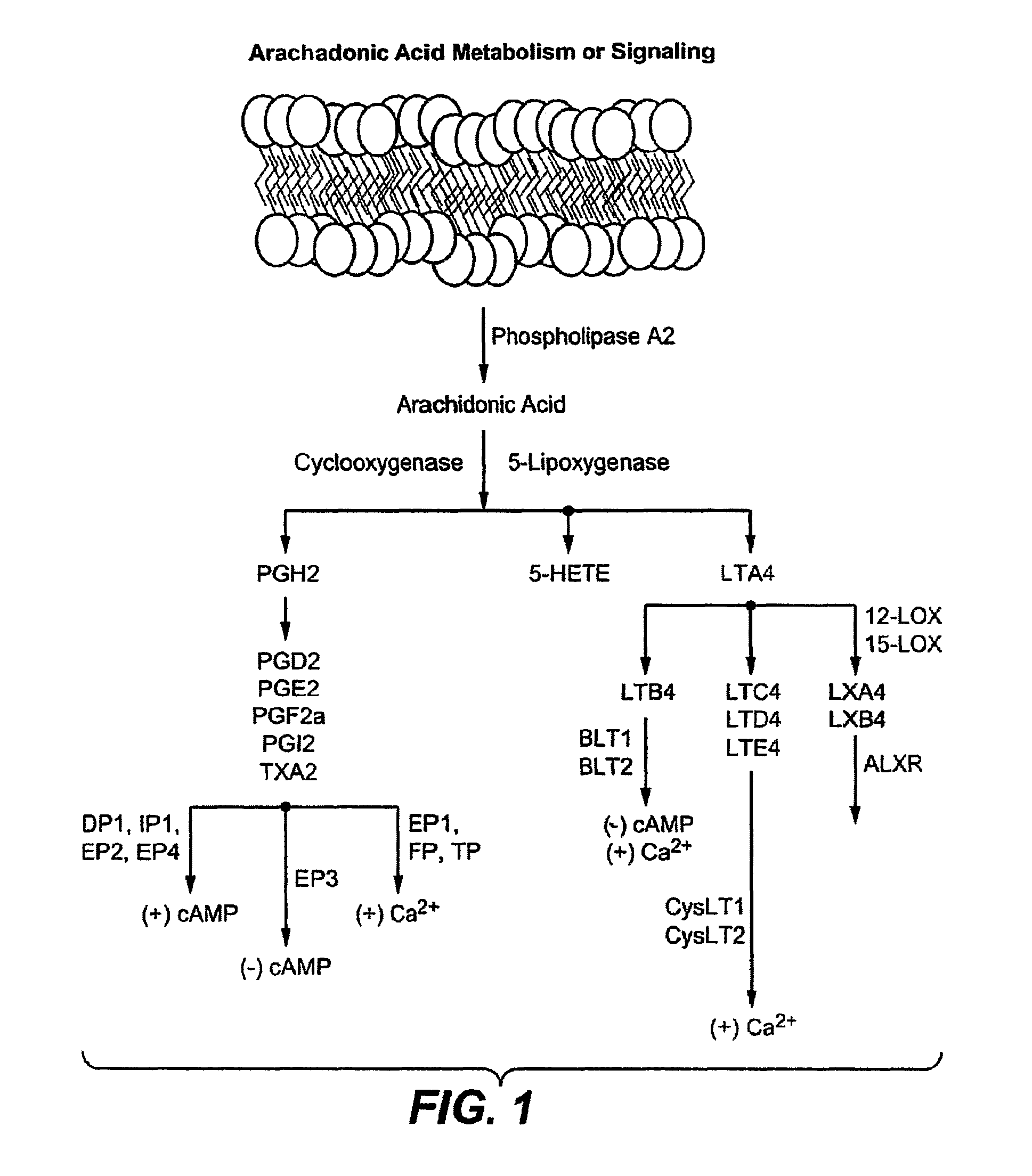 Methods for bone treatment by modulating an arachidonic acid metabolic or signaling pathway