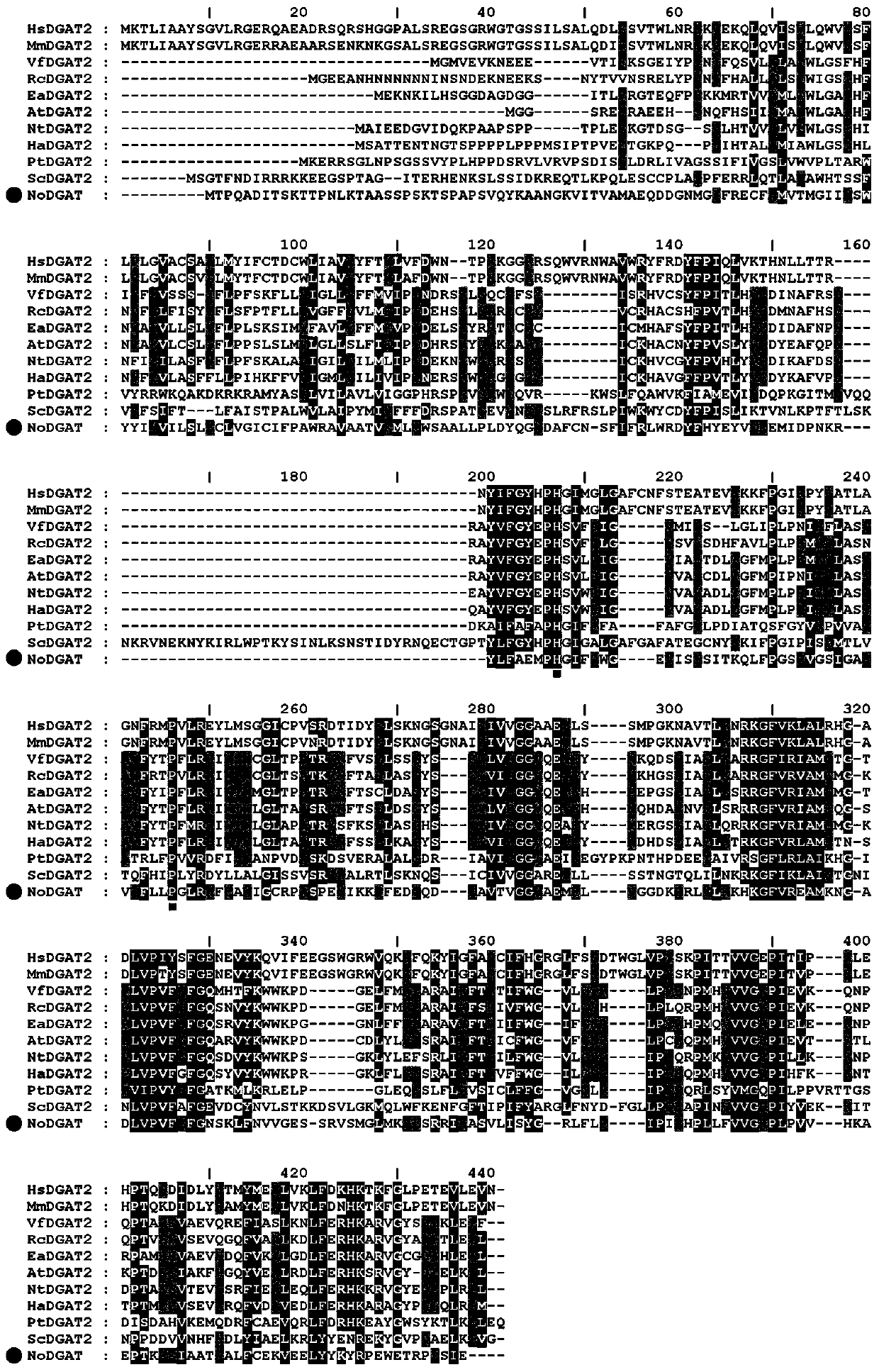 A gene with triacylglycerol synthesis function and its application