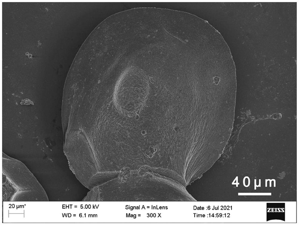 Antibacterial hydrogel loaded with pH response type microcarrier as well as preparation method and application of antibacterial hydrogel