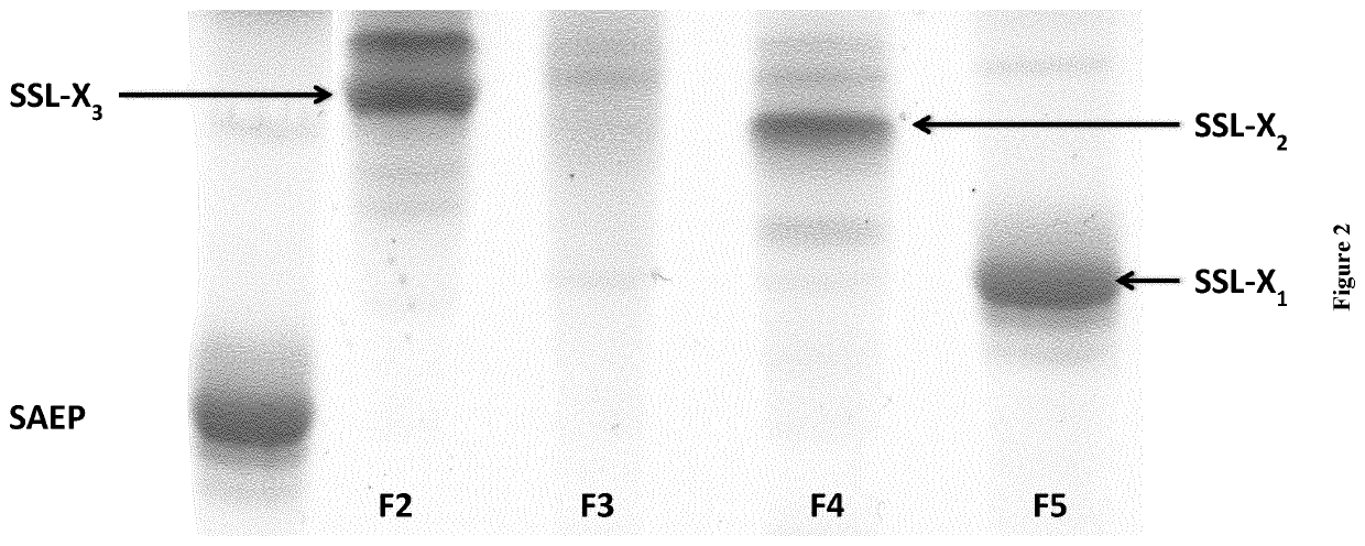 Structured molecular vectors for Anti-inflammatory compounds and uses thereof