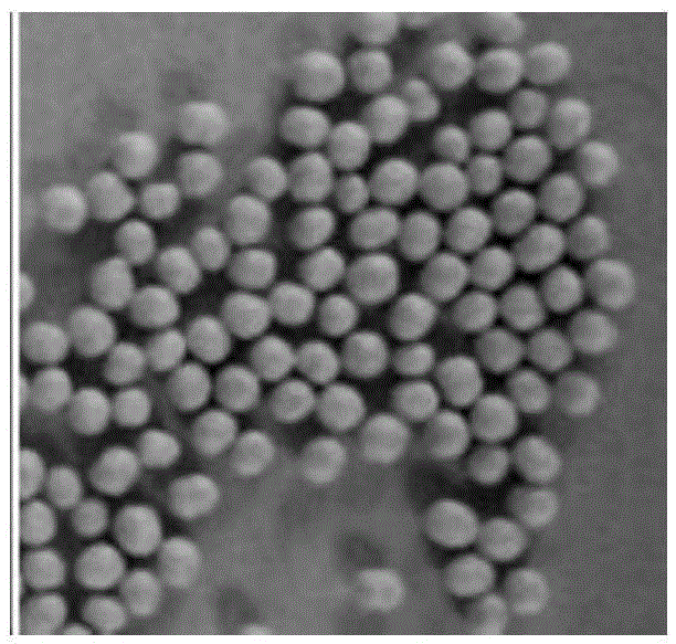 Mesalazine sustained-release pellets, preparation method thereof and mesalazine sustained-release capsule