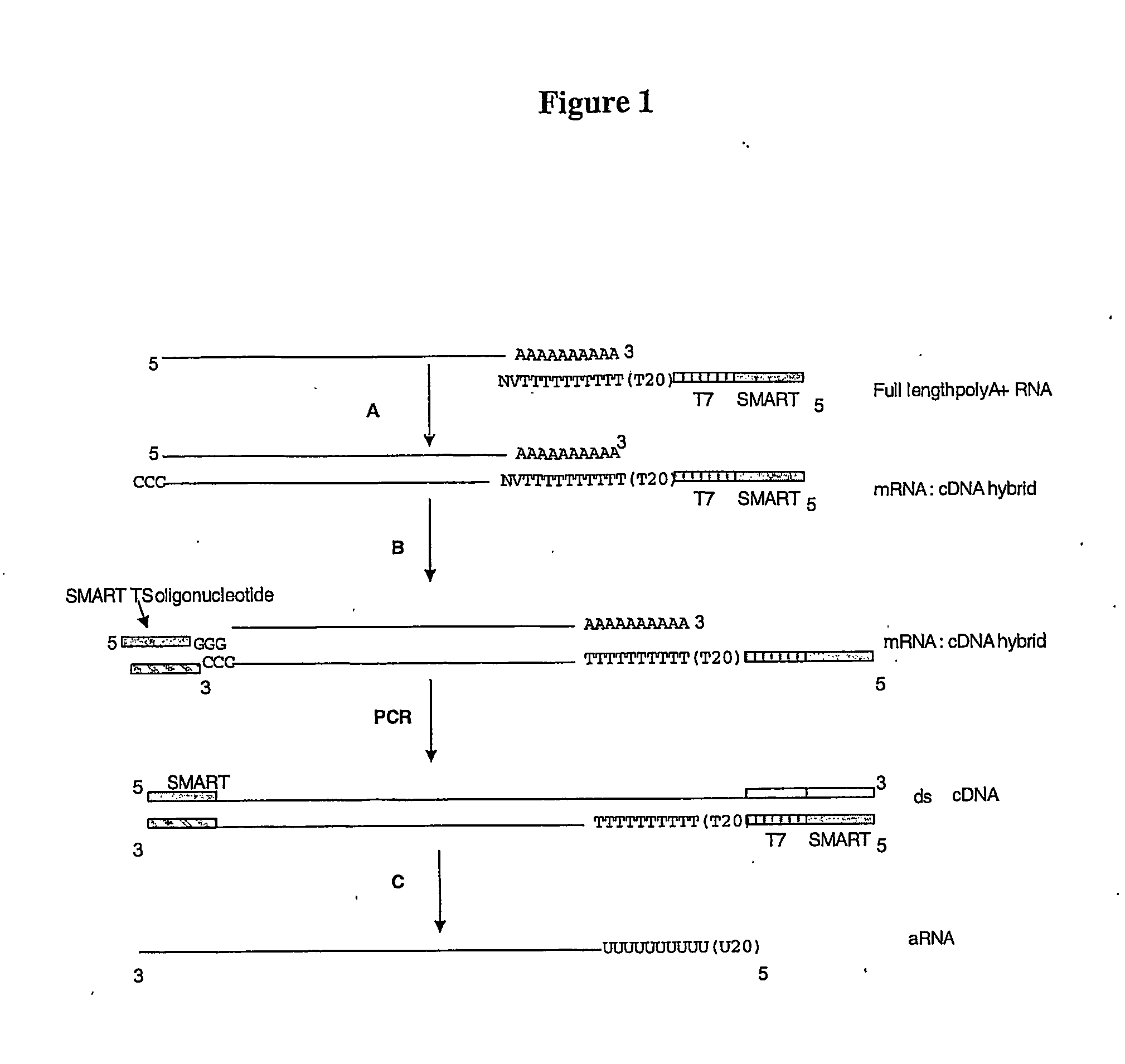 Amplification method