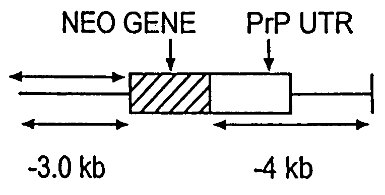 Prion-free transgenic ungulates