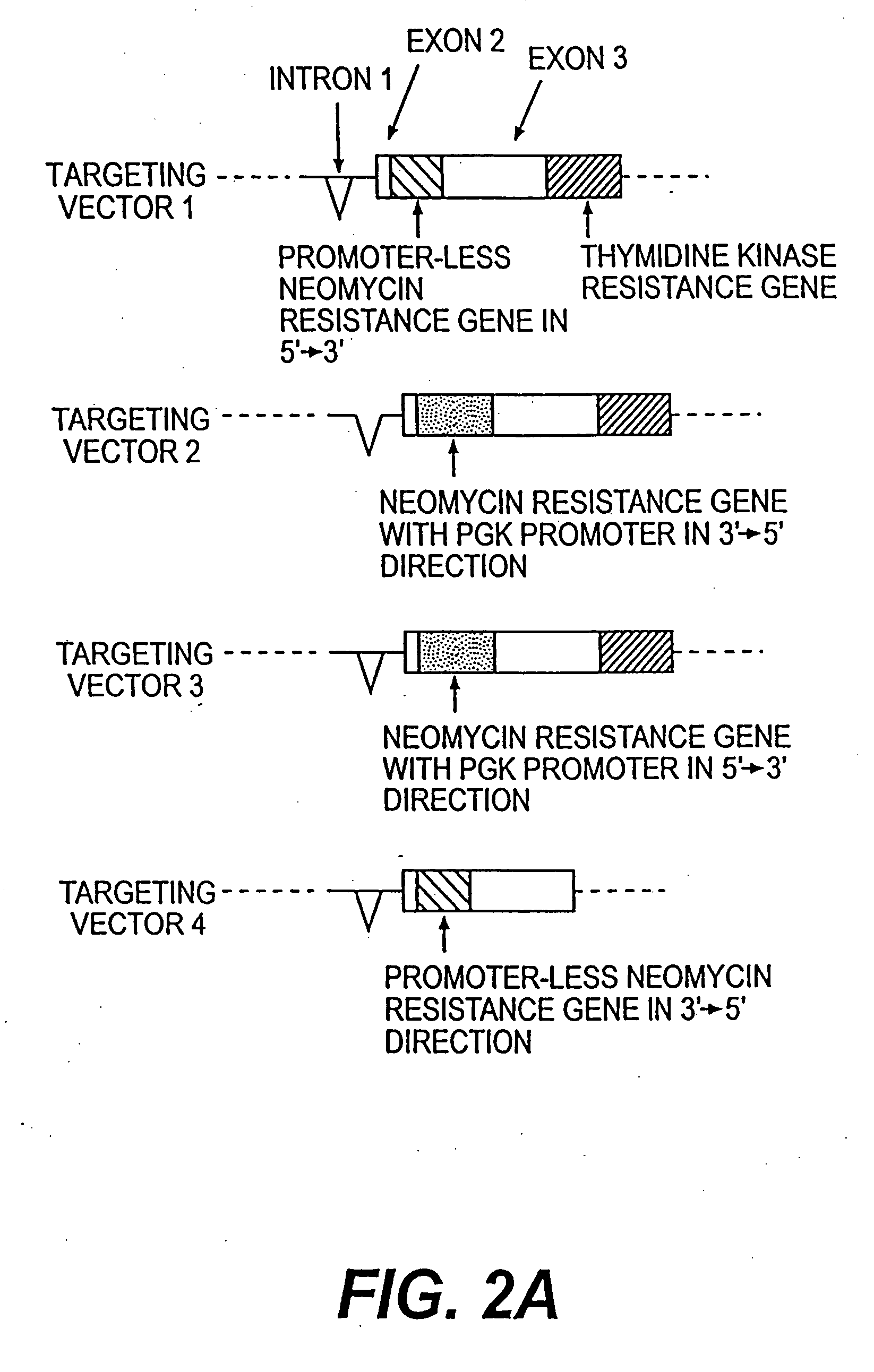 Prion-free transgenic ungulates