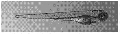 Method for applying zebra fish to test toxicity of organic solvent