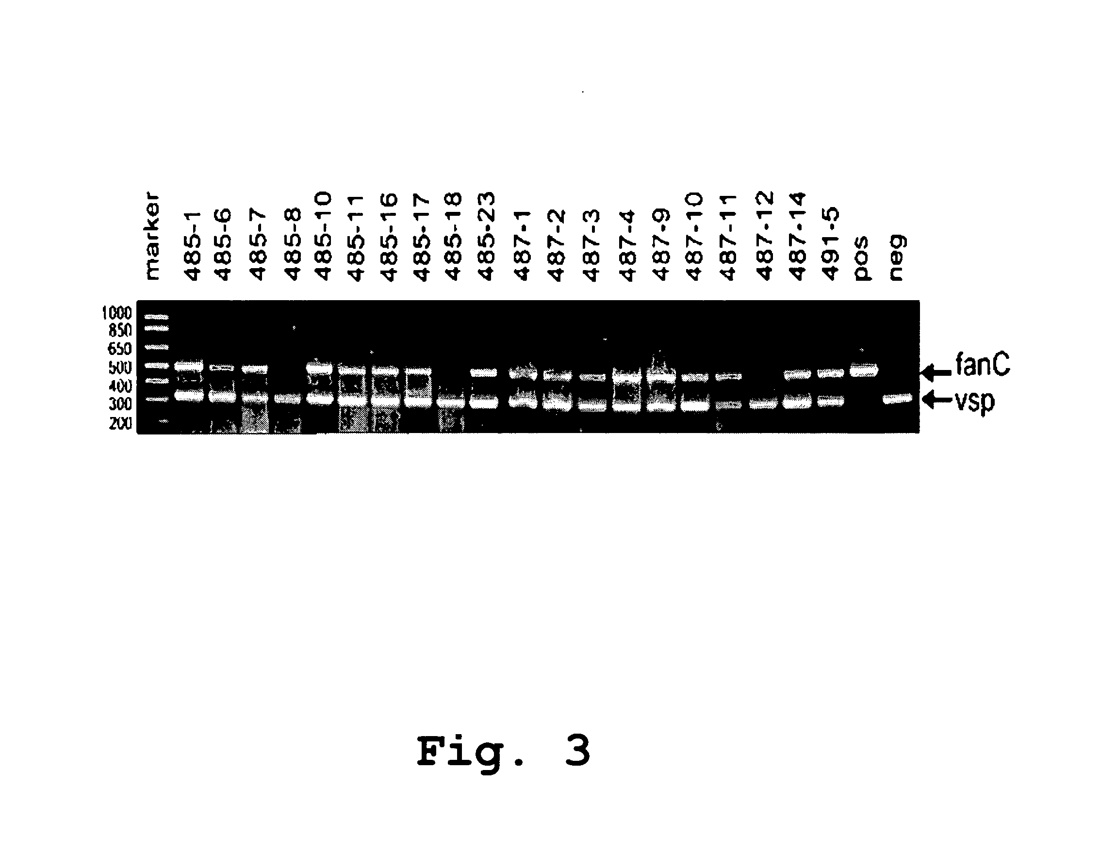 Edible vaccines expressed in soybeans