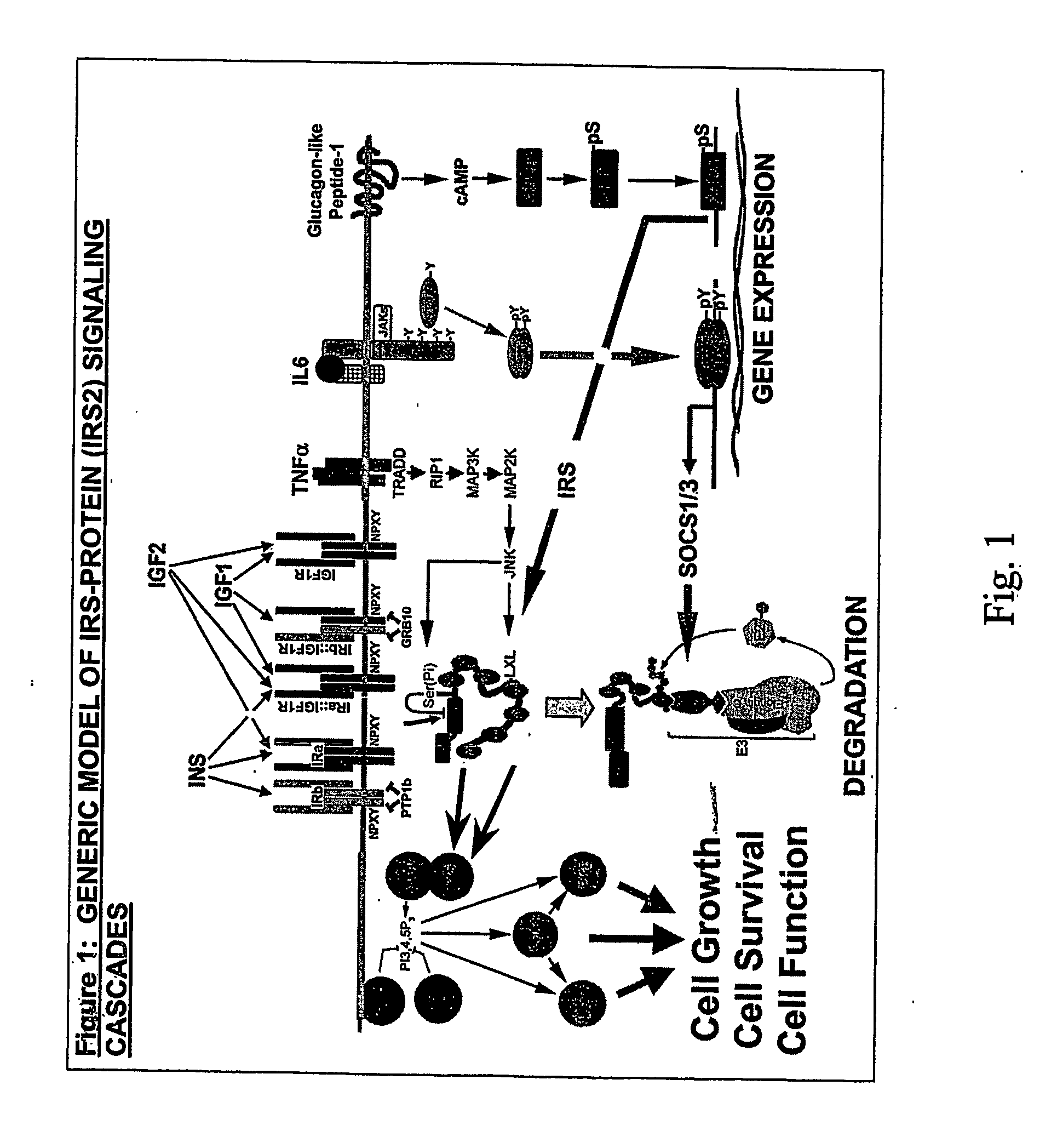 Irs modulators