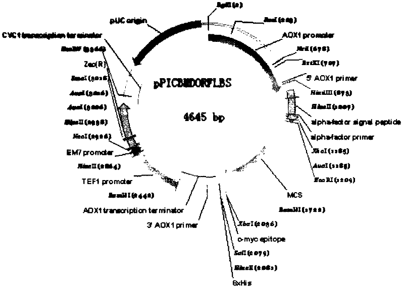 Preparation and application of brucella gene engineering subunit vaccines