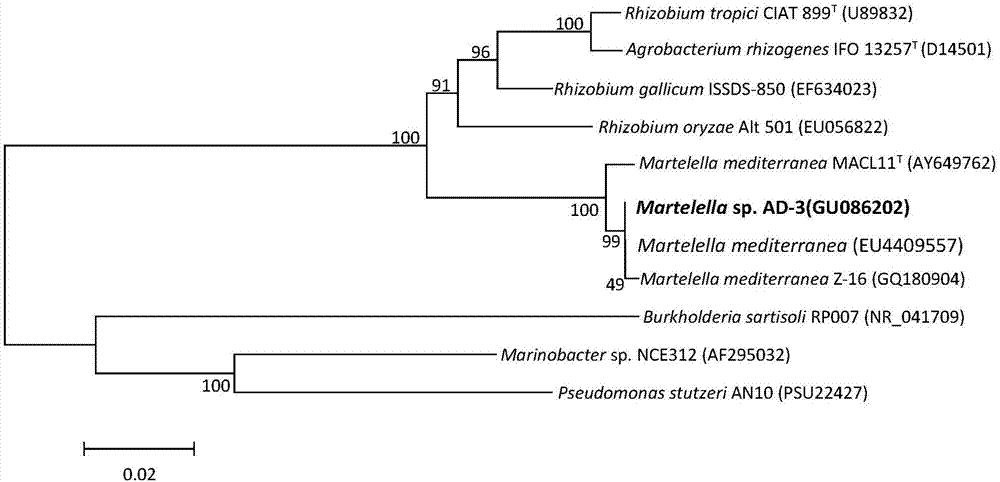 Moderate halophilic aromatic pollutant degrading bacteria and application thereof