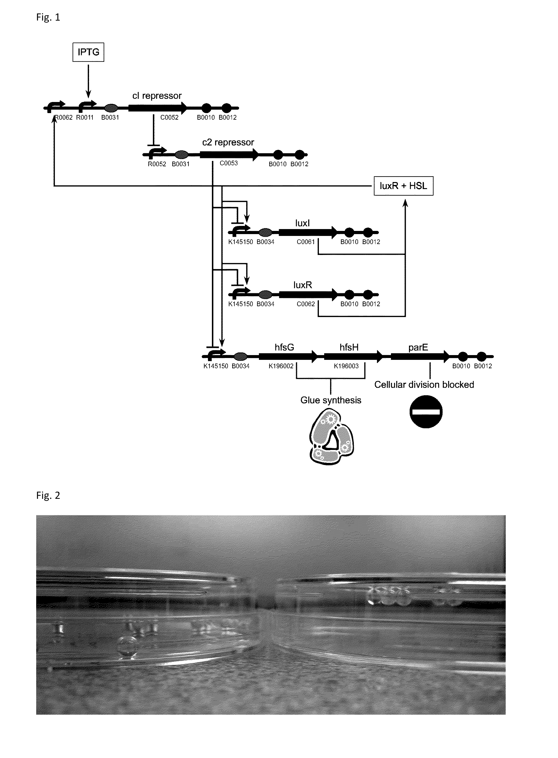 Biological glue and method for obtaining a biological glue