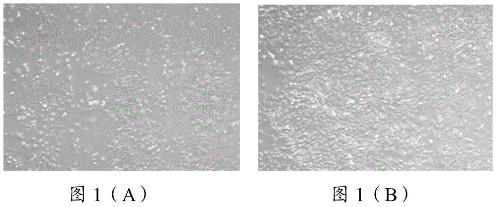 Composition and its use, umbilical cord preservation preparation and preparation method thereof