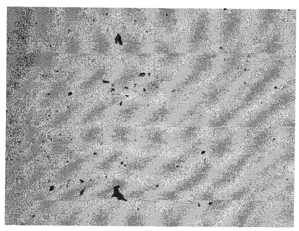 Preparation method of nickel-based wear-resistant coating for nuclear second-stage pump bearing