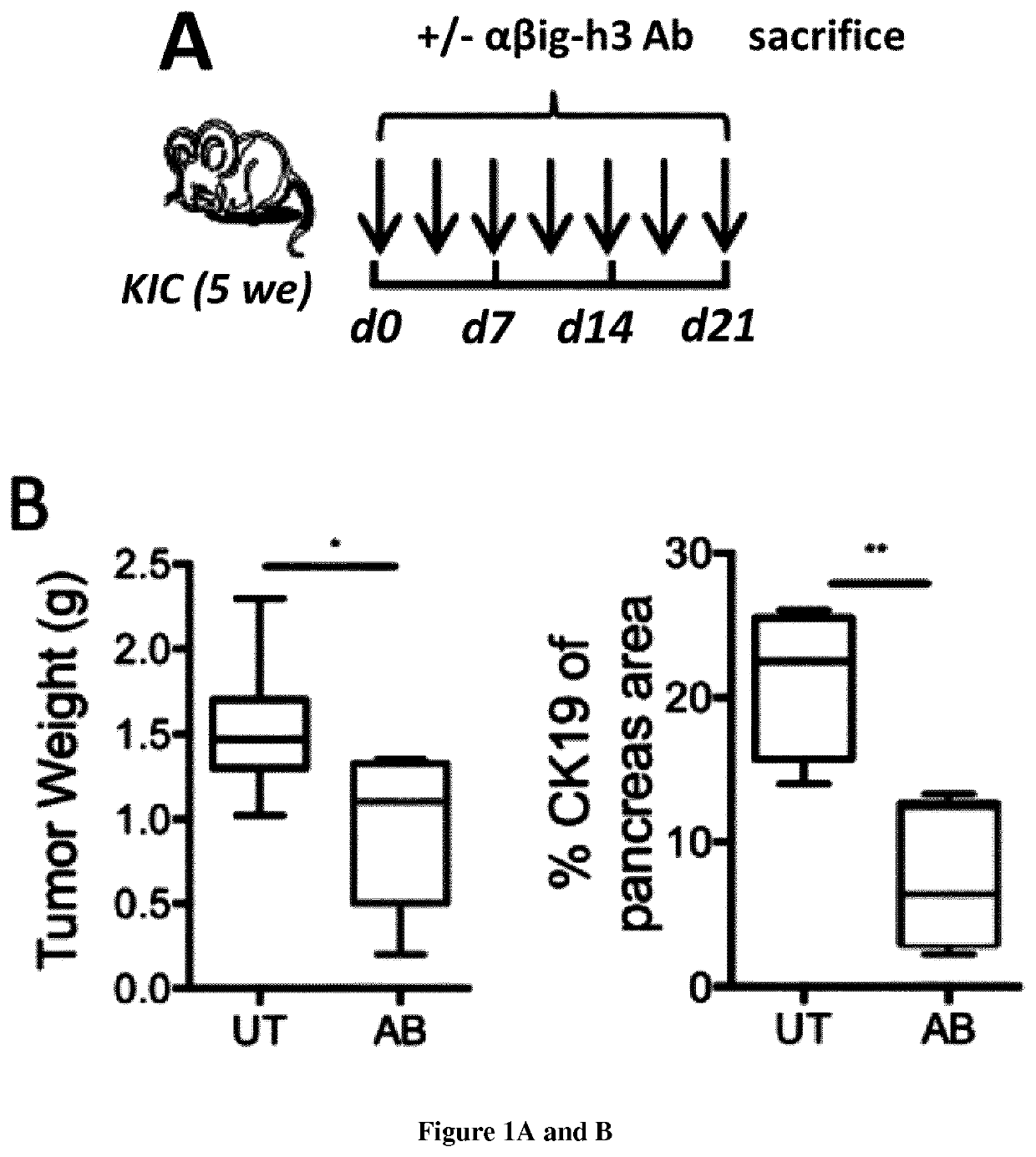 Combination of a big-h3 antagonist and an immune checkpoint inhibitor for the treatment of solid tumor