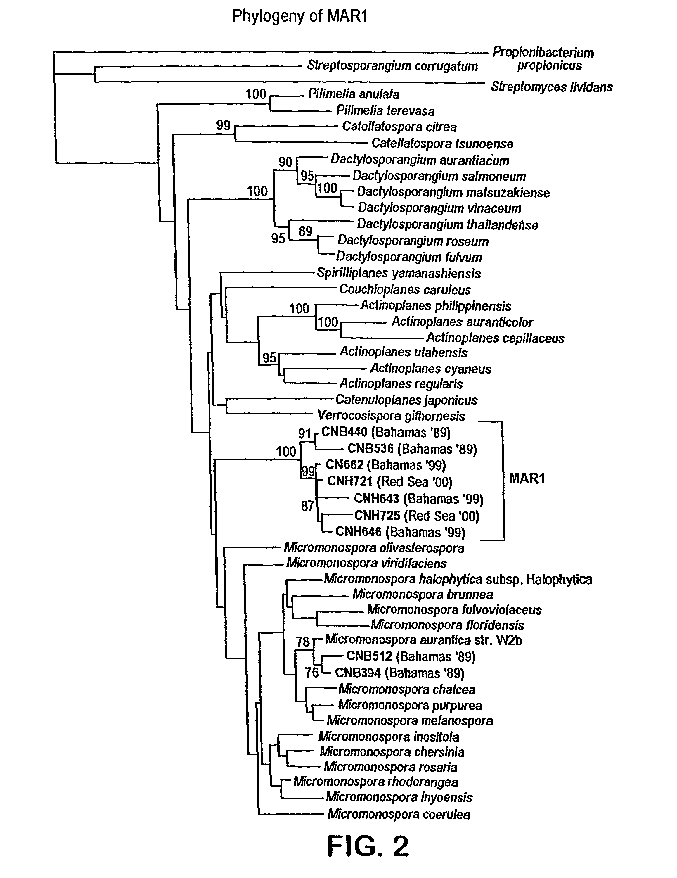 Salinosporamides and methods for use thereof