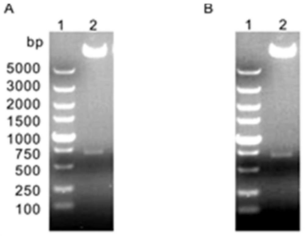 Bivalent subunit vaccine of porcine circovirus type 2b and type 2d and preparation method thereof