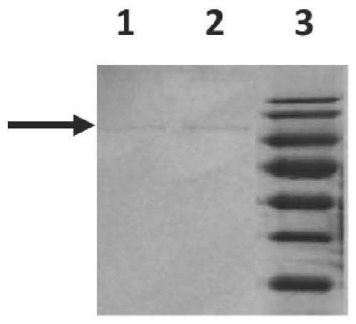 Monoclonal antibody 3-3E for human adenovirus type 7 and application of monoclonal antibody 3-3E