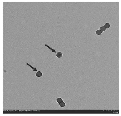 Monoclonal antibody 3-3E for human adenovirus type 7 and application of monoclonal antibody 3-3E