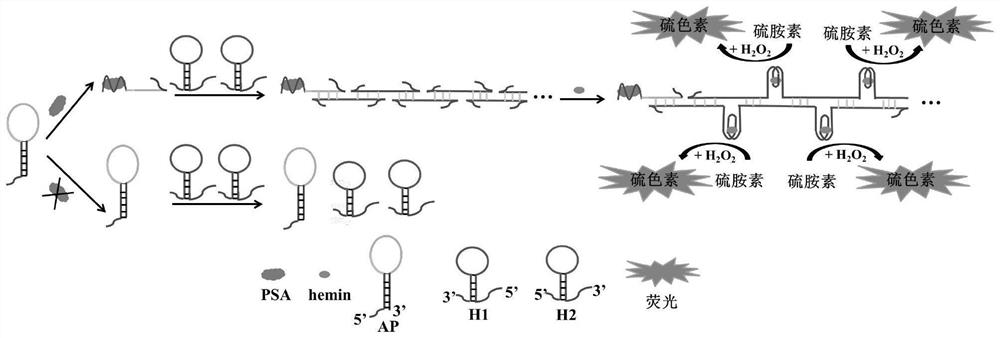 Fluorescent aptamer sensor based on hybridization chain reaction and ribozyme and application of fluorescent aptamer sensor