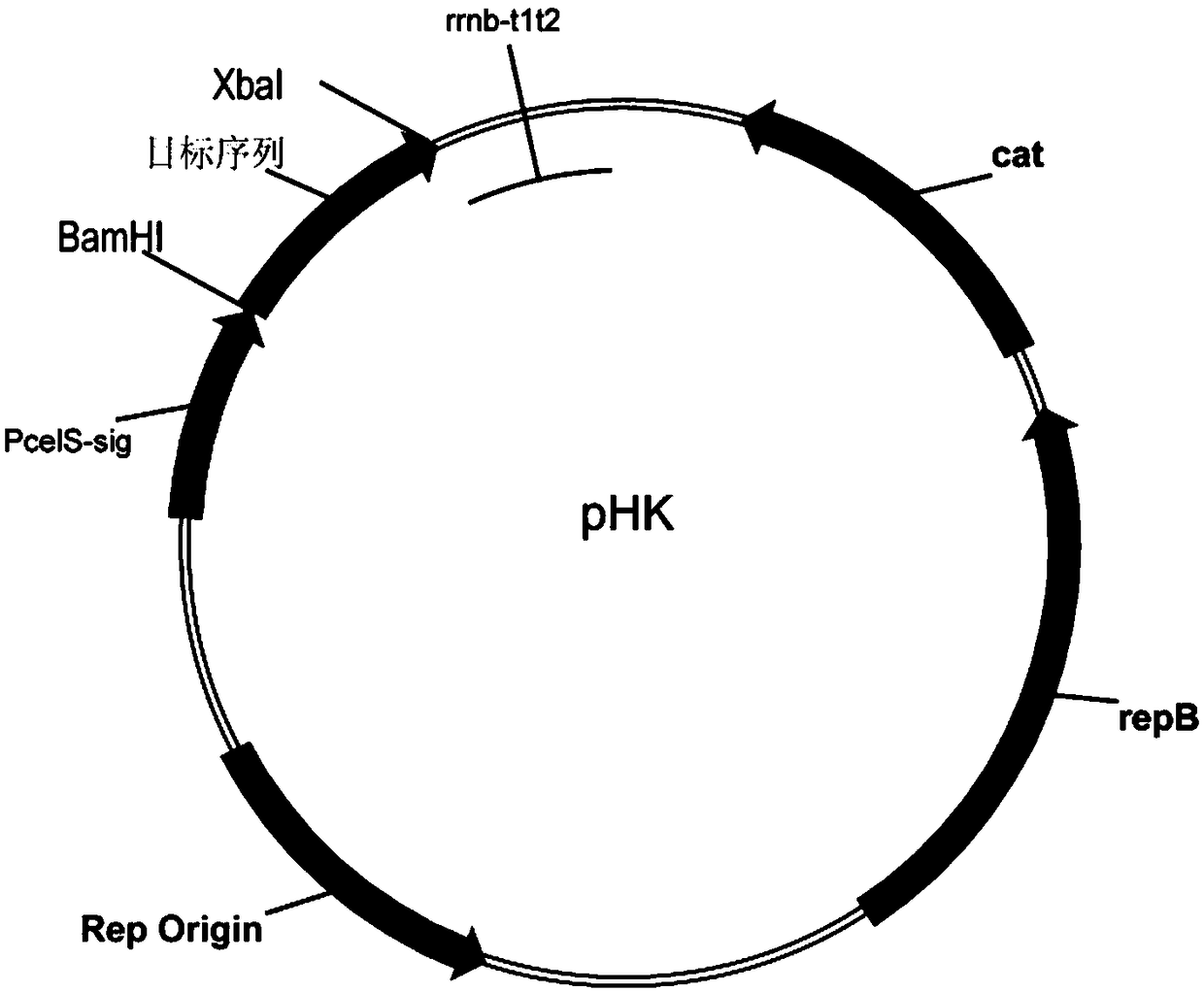 Whole-bacterium enzymic preparation for catalyzing saccharification of lignocellulose