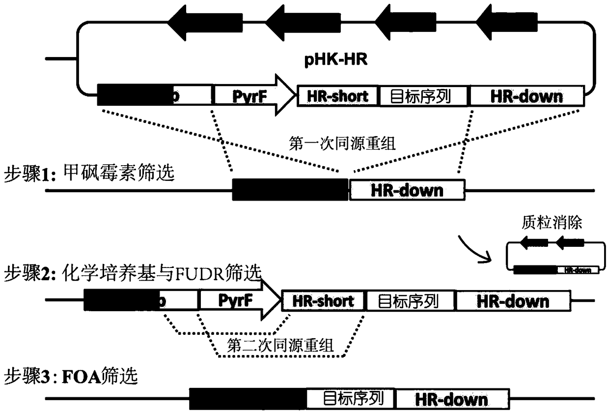 Whole-bacterium enzymic preparation for catalyzing saccharification of lignocellulose