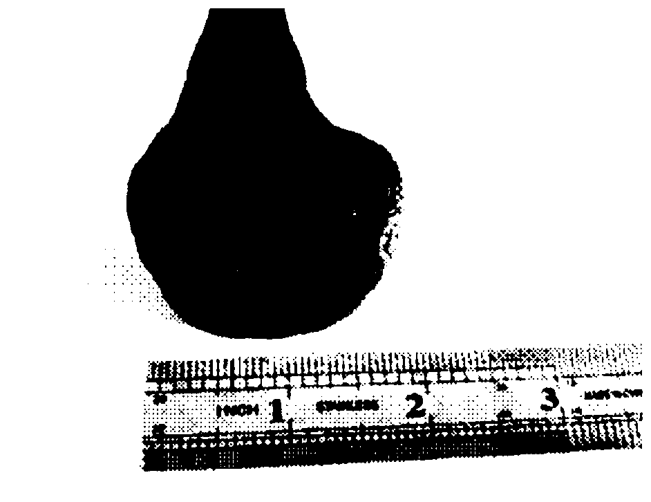 Oncorhynchus ganoderma lucidum and its cultivation method