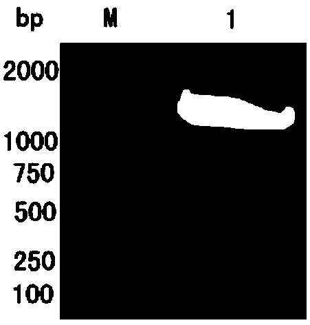 Preparation method and application of soluble I-type DHV (Duck Hepatitis Virus) 3D protein