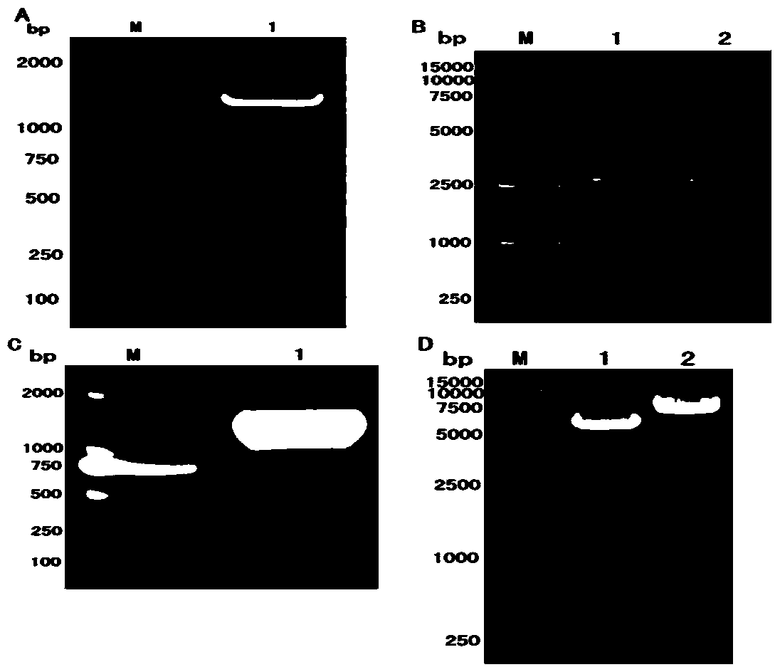 Preparation method and application of soluble I-type DHV (Duck Hepatitis Virus) 3D protein