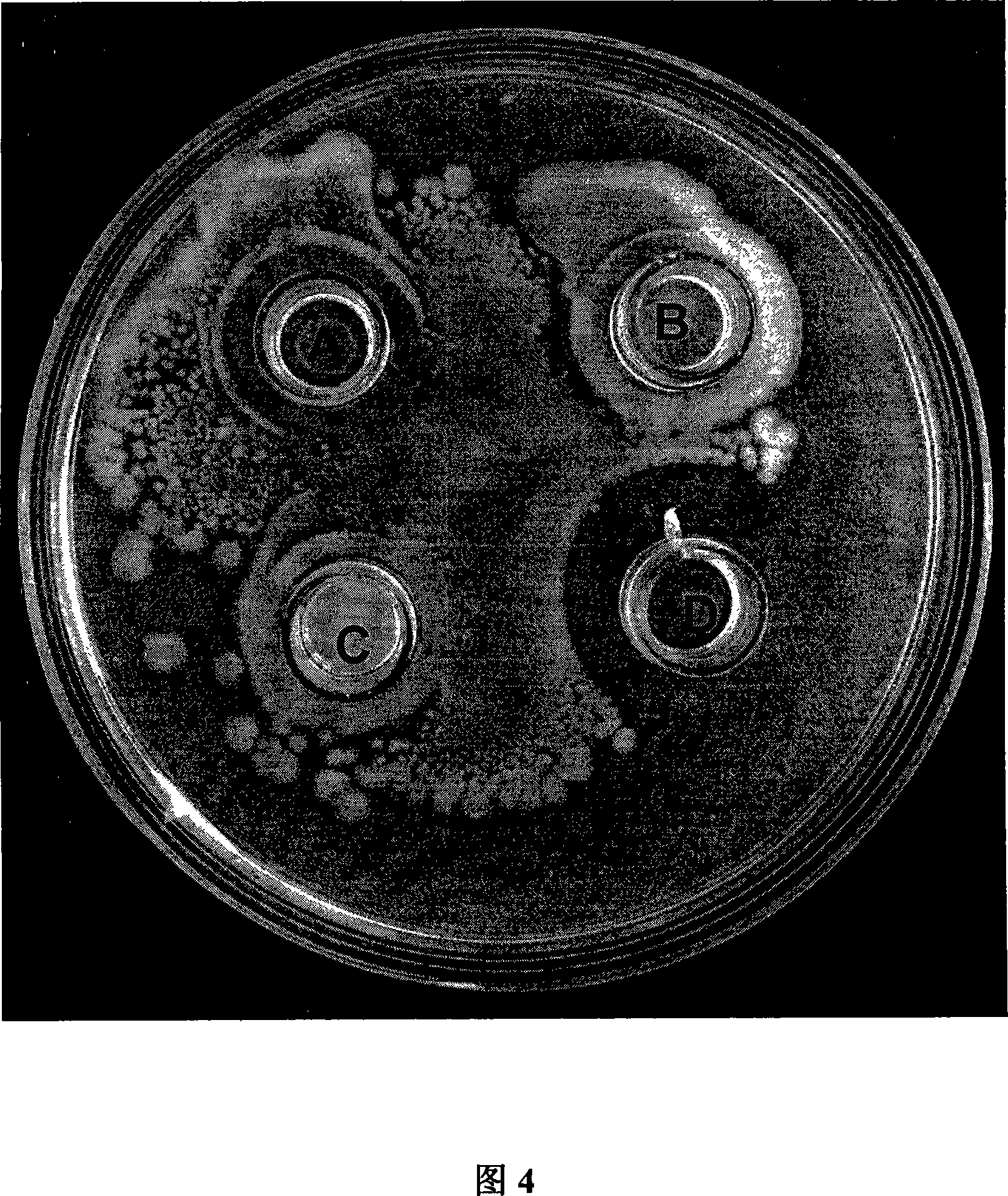 Farm crop fungus resistant polypeptides and method for making same