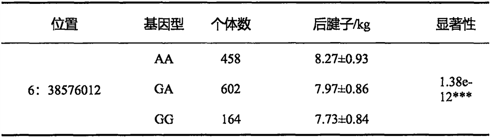 SNP loci associated with hind tendon and monk head weight on chromosome 6 of meat Simmental cattle and their application