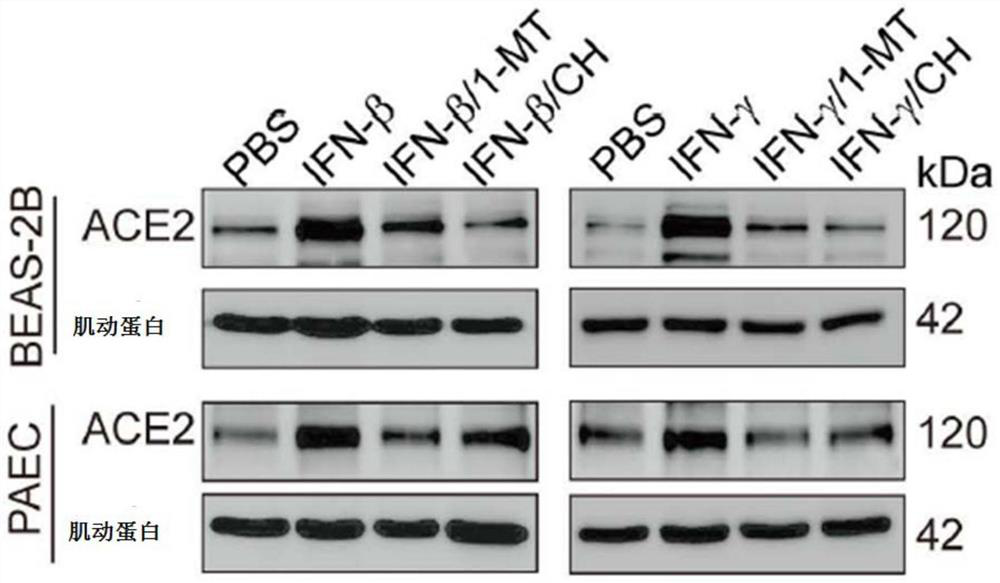 Application of small-molecule inhibitor in prevention and treatment of respiratory viral pneumonia