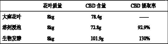 Process for improving extraction rate of cannabidiol by treating flowers and leaves of Cannabis sativa by using microorganisms