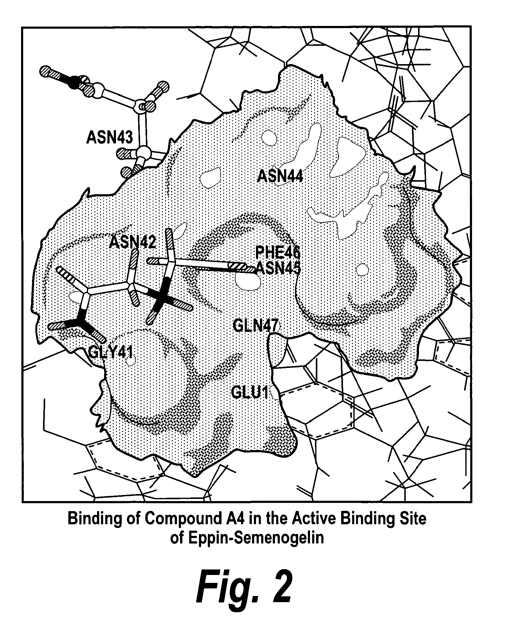 Inhibitors of eppin/semenogelin binding as male contraceptives