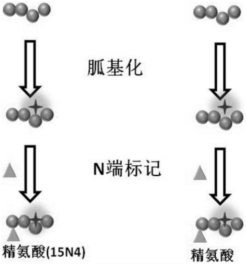 Polypeptide amino acid sequence De novo sequencing method based on chemical modification and isotope labeling