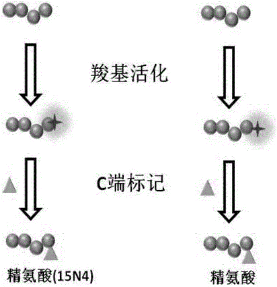 Polypeptide amino acid sequence De novo sequencing method based on chemical modification and isotope labeling