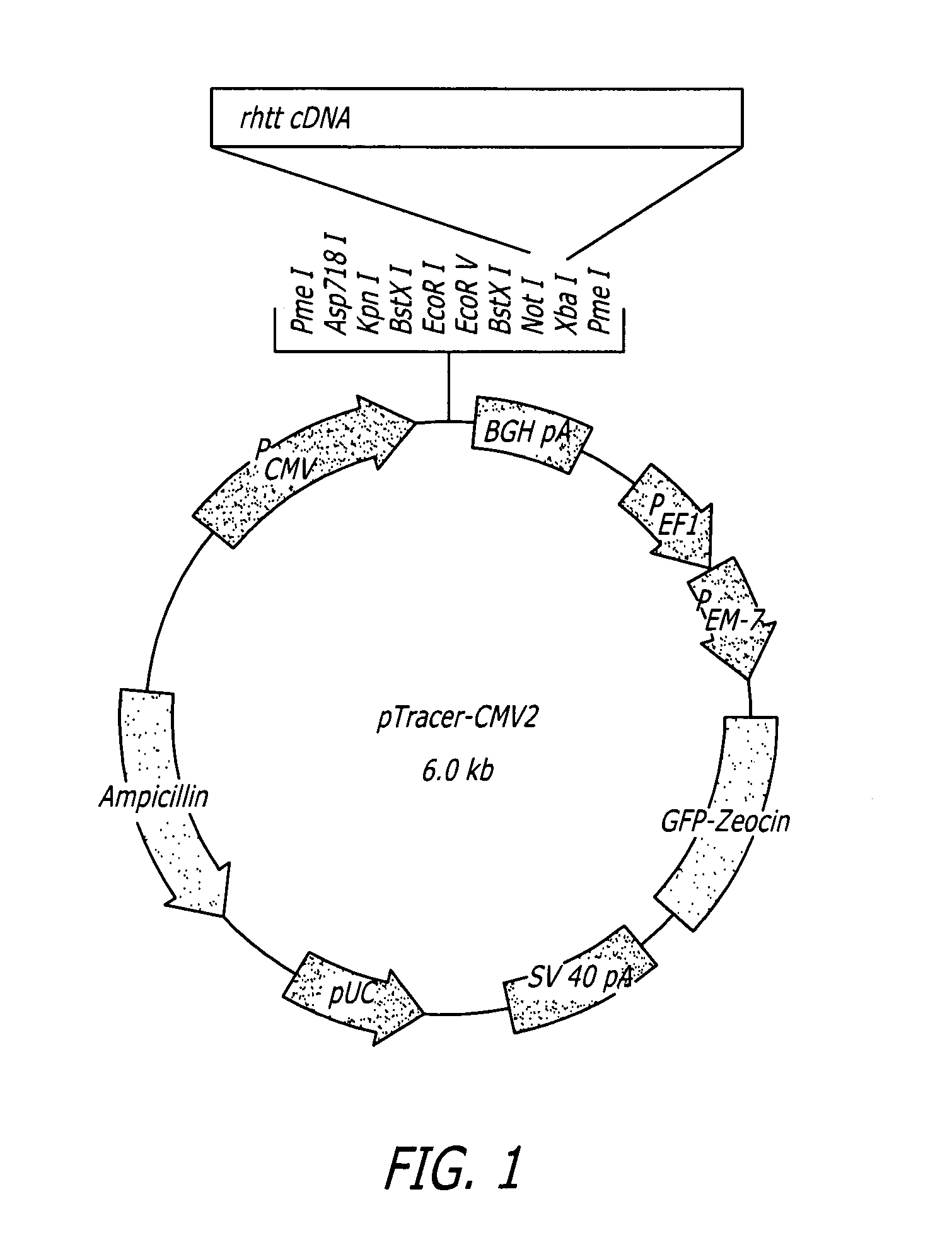 Methods and sequences to suppress primate huntington gene expression in vivo