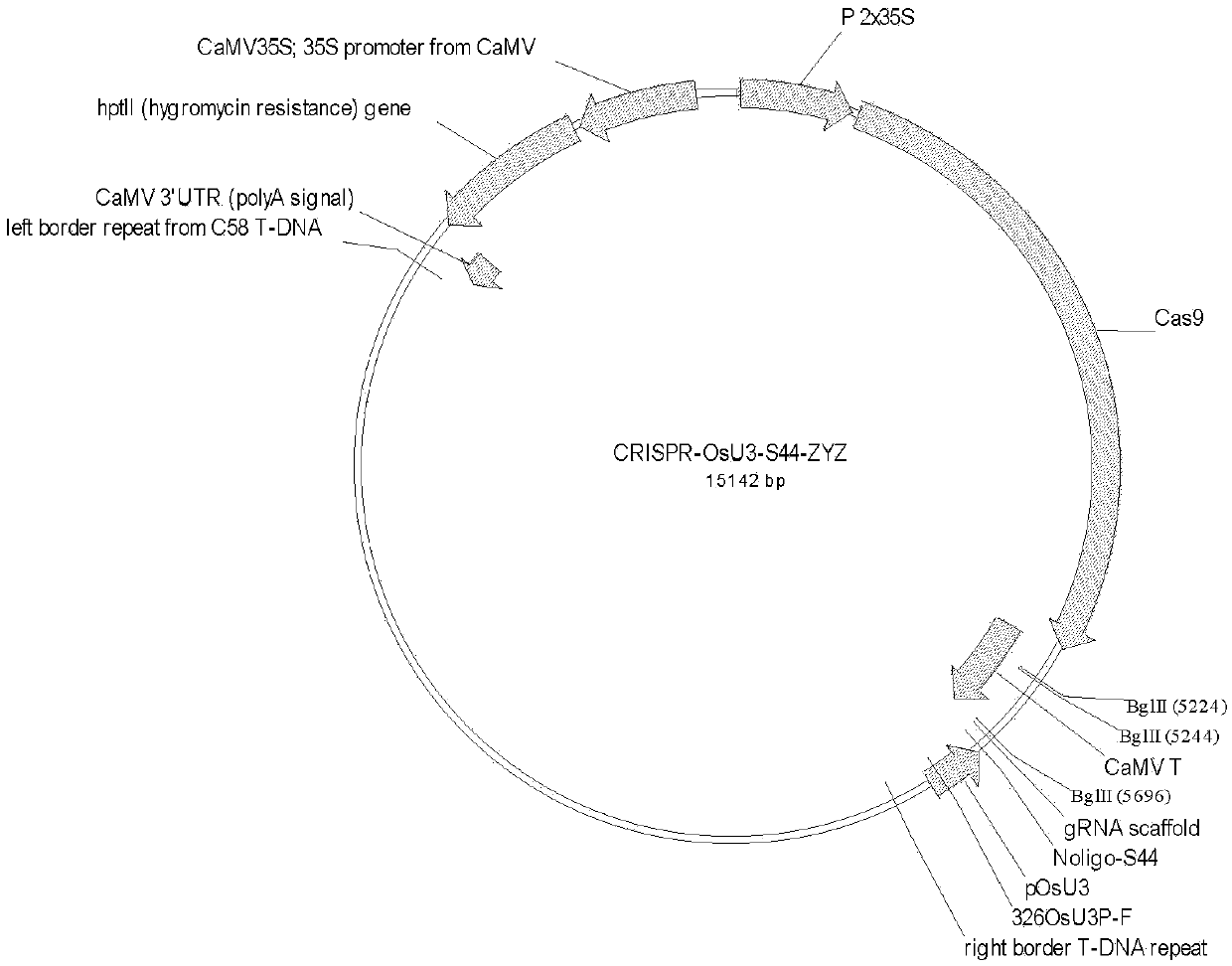 Method for obtaining male sterile lines of rice through fertility genes S44