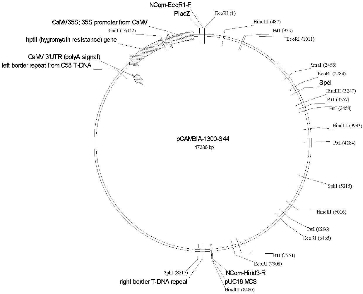 Method for obtaining male sterile lines of rice through fertility genes S44