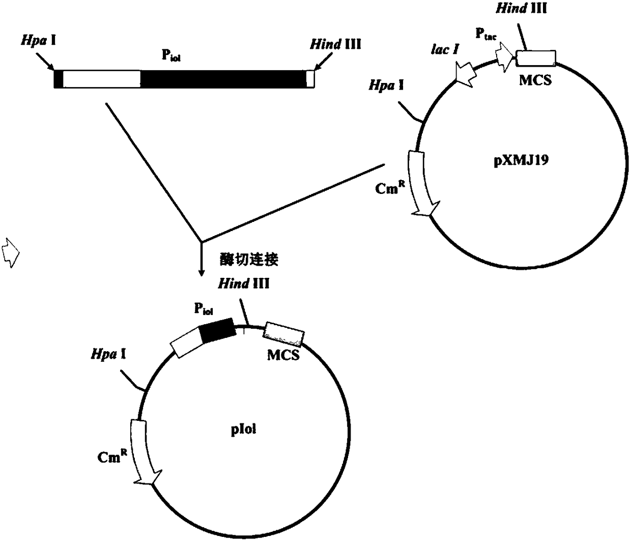 Corynebacteria inducible promoter, expression vector comprising same, and application thereof