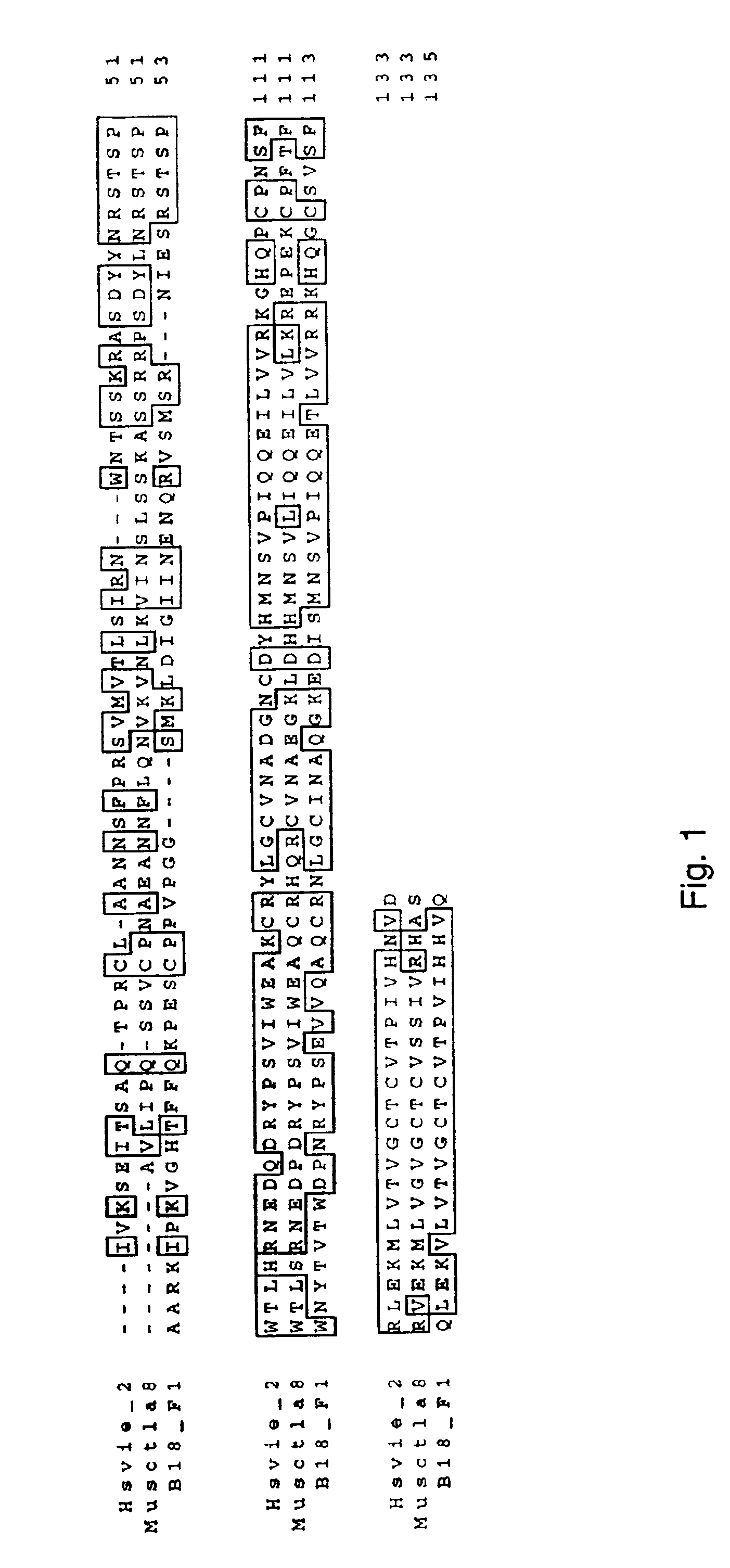 Antibodies to human IL-17F and other CTLA-8-related proteins