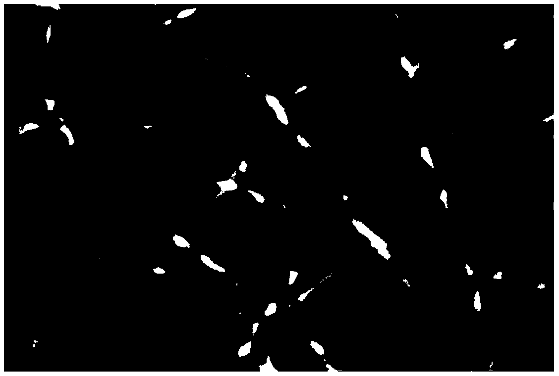 A carbon nanofiber film loaded with copper ferrite and its preparation method and application