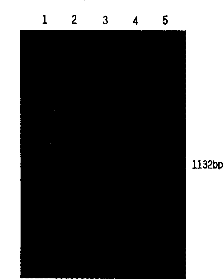 Non-antibiotics resistant shuttle plasmid expression carrier and its constructing method and uses