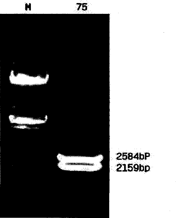 Non-antibiotics resistant shuttle plasmid expression carrier and its constructing method and uses