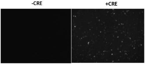 Method and application for fast retrograde transsynaptic labeling of nerve cells