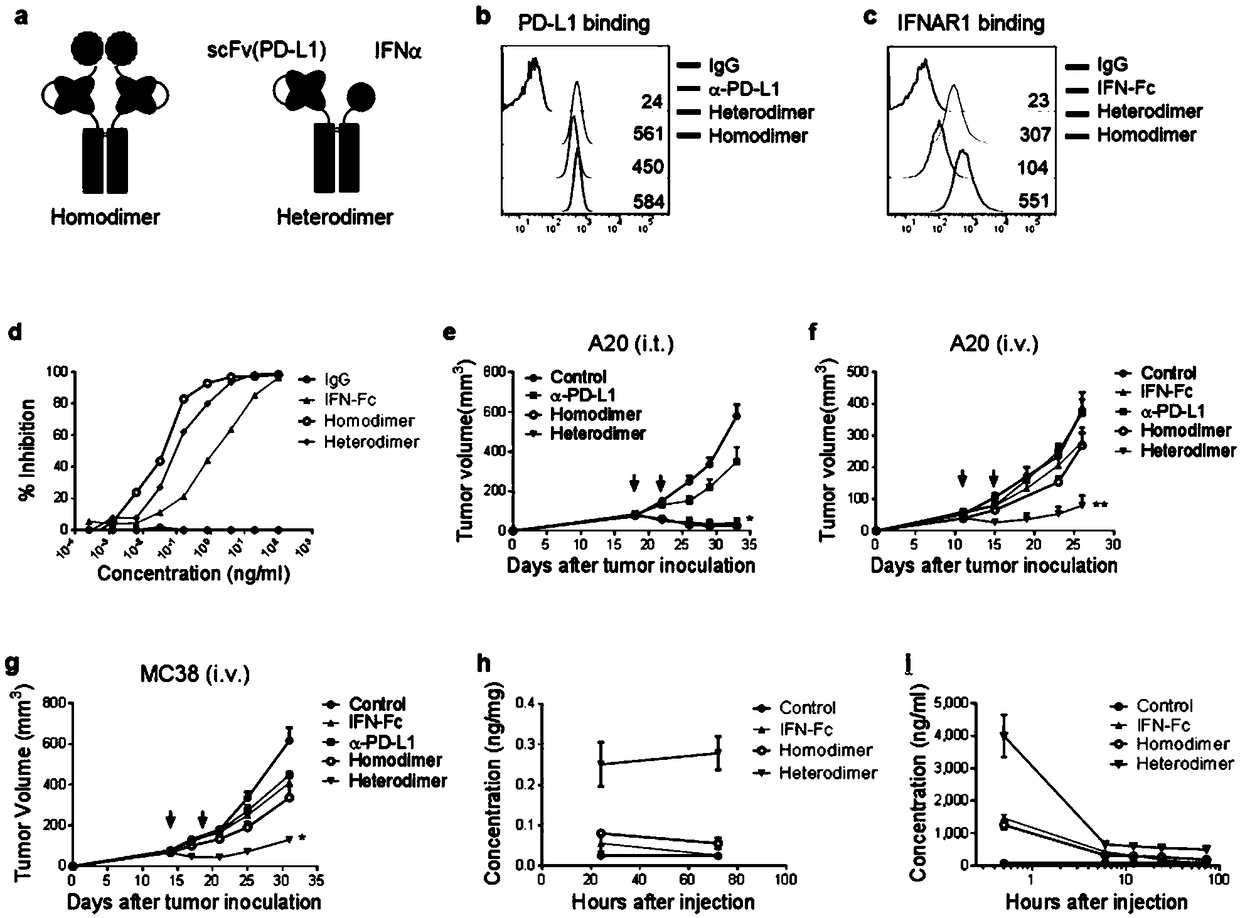 Fusion protein of IFN and anti-PD-L1 antibody and application thereof