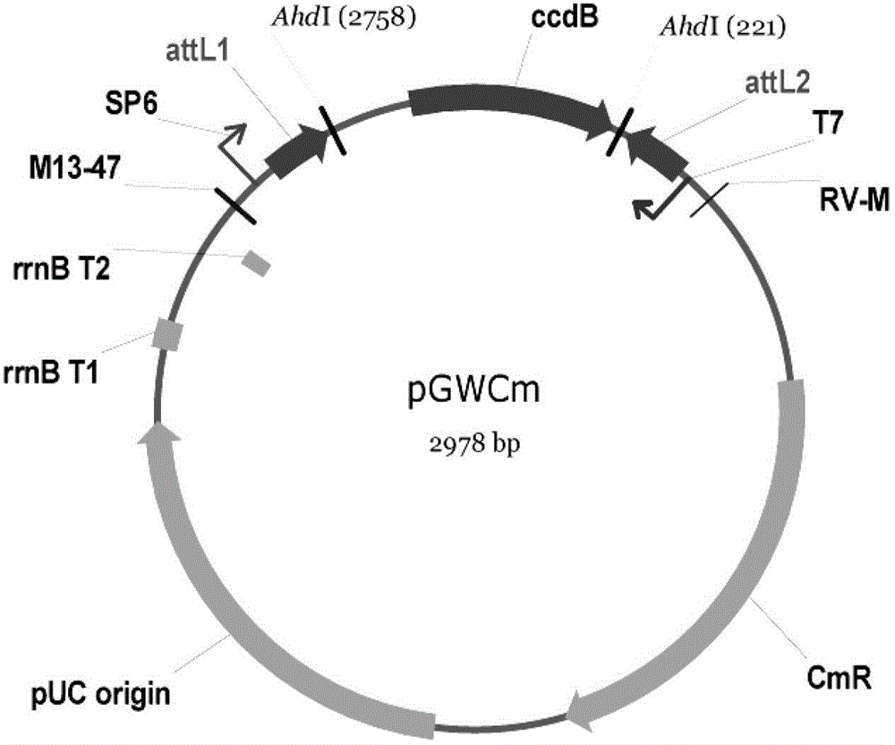 Optical soybean receptor protein GmZTL2 and application thereof