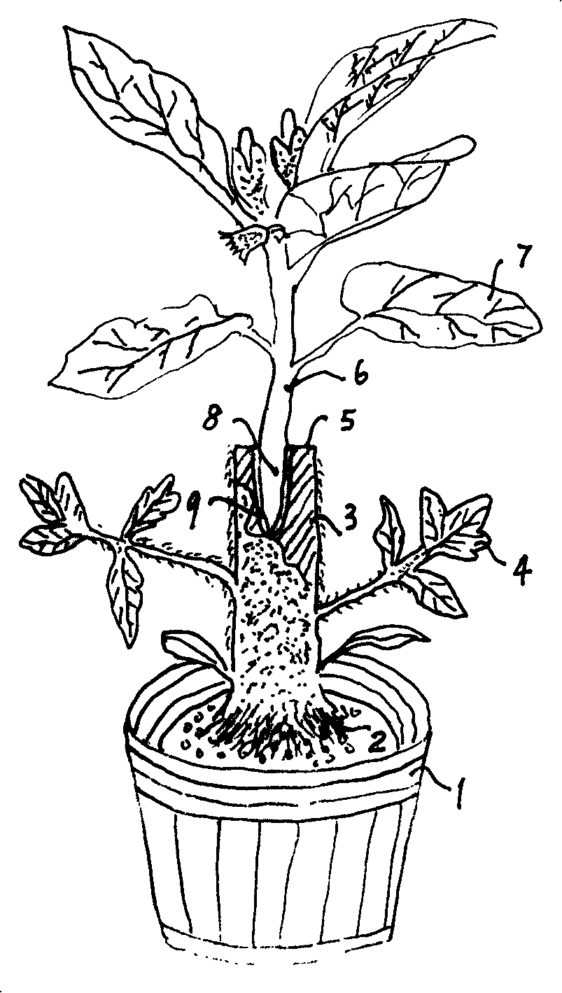 Culture method for grafting guinea squash