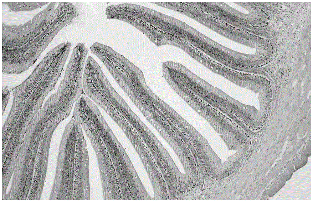 Method for establishing gossypol induced fish enteritis model